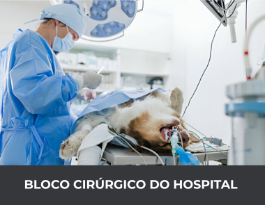3.5 veterinario